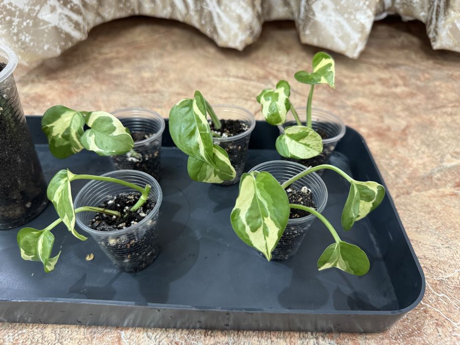 Отросток комнатных цветов