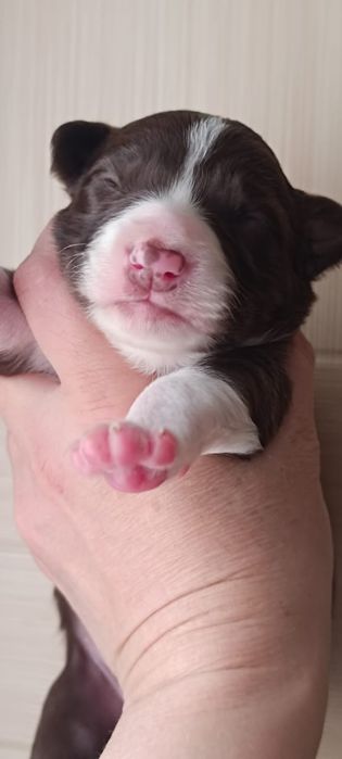 щенок бордер колли