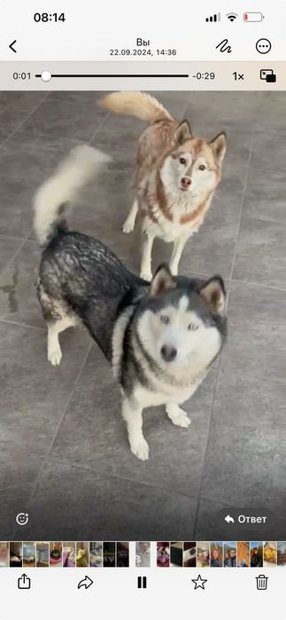 Потерялись две хаски