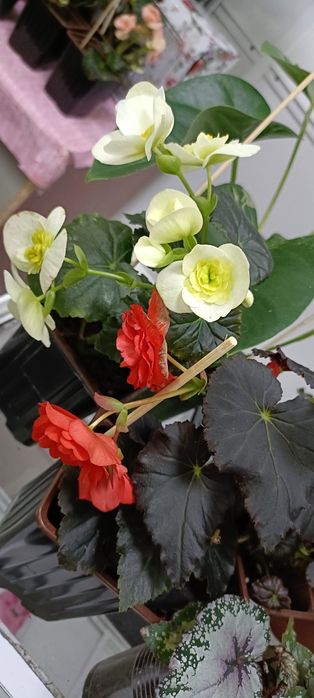 Бегония:3500 тенге