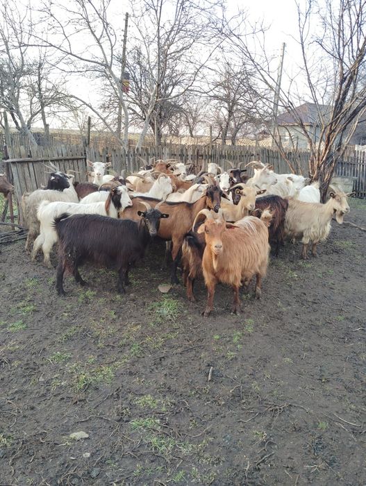 Vând capre gestante