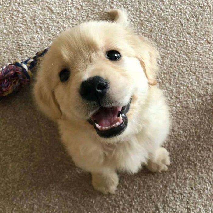 Передержка домашних питомцев.СВОБОДНЫЕ МЕСТА