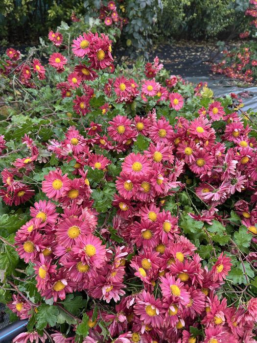 Tufanica rosu cu galben