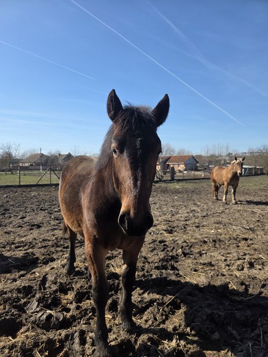 Vând mânz armăsar de 1 an – foarte blând și bine dezvoltat