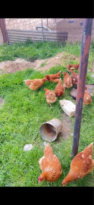 Тауық сатылады ..