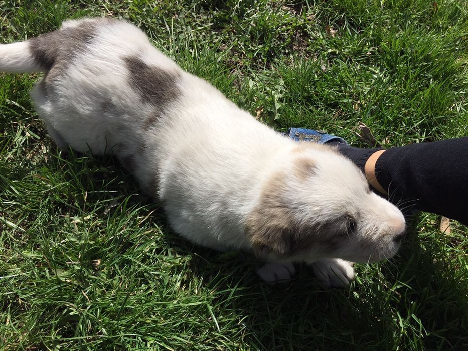 Породистая Собака