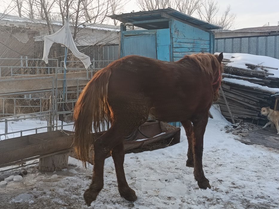 *ПРОДАЕТСЯ ЖЕРЕБЕЦ, 3 ГОДА рослый мощный