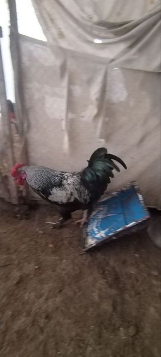 Петухи домашние,породистые