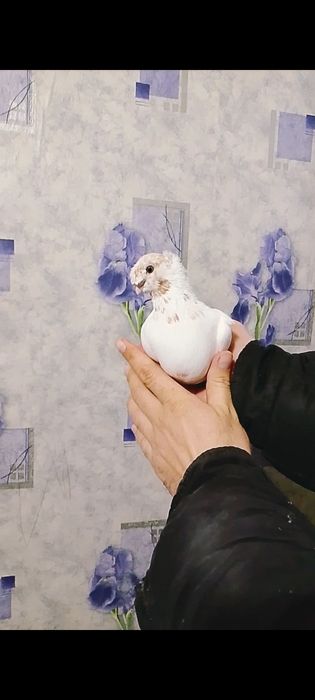 Продам гульбадамку