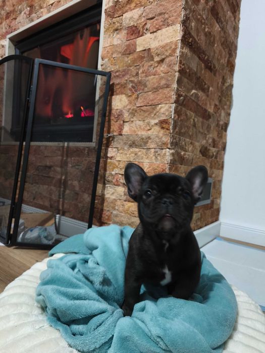 Bulldog francez royal