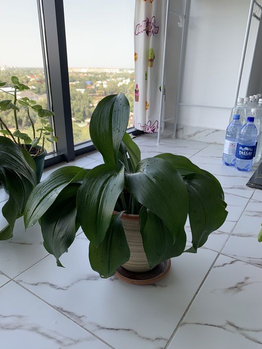 Продам комнатные растения