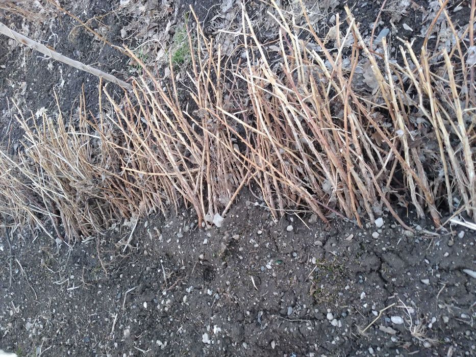 Продам саженцы малины Бабье лето