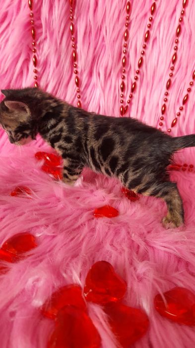 Бенгальская угольная девочка