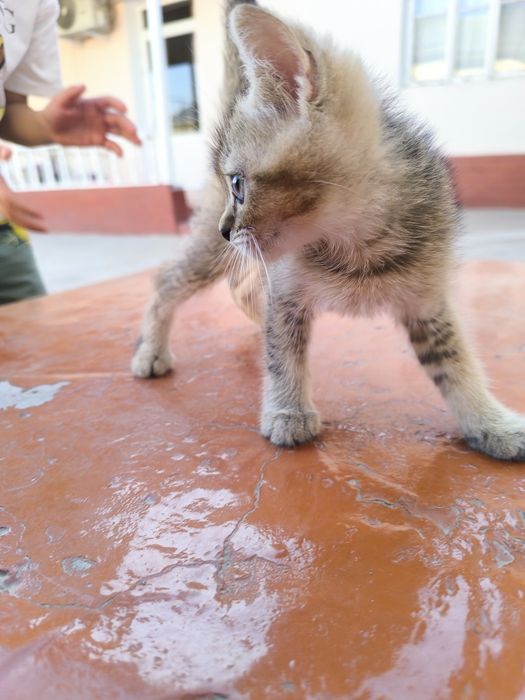 Scottish fold mushukchalar