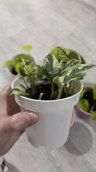 Продам лиану Энжой