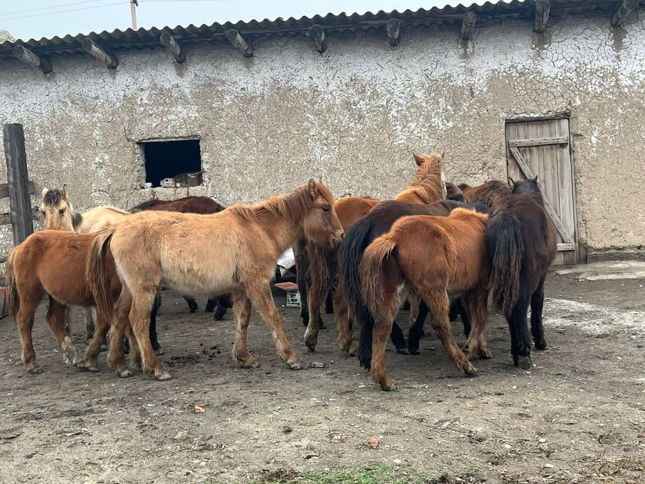 Жабагылар сатылады