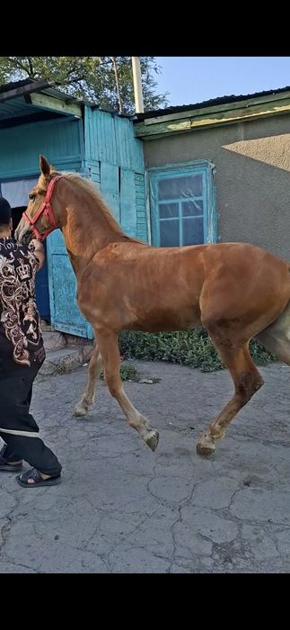 Продаётся жеребчик полутяж 1 год