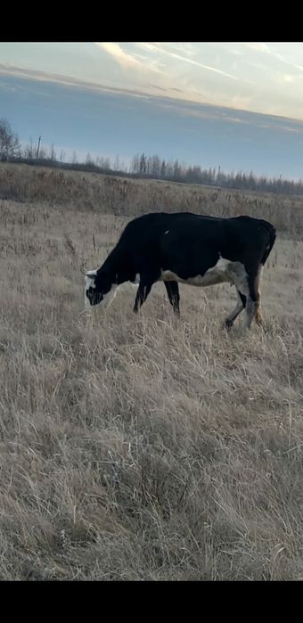 Продам первотёлку 600 000т.