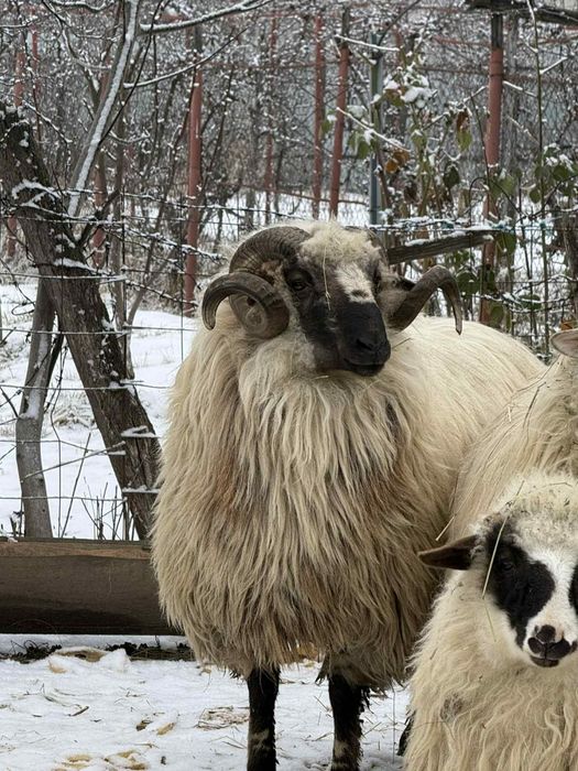 Berbec de 3 ani,face produși foarte buni