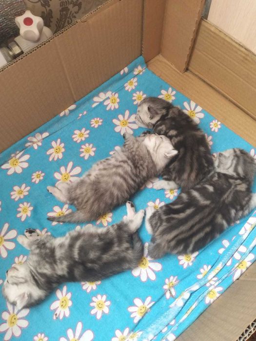 Котята, в хорошие руки