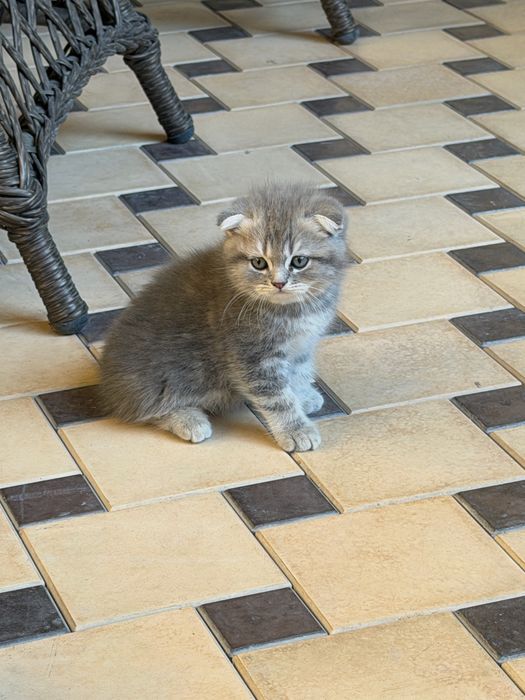 Продаются котята!