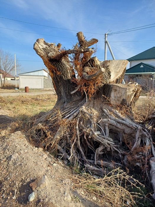 Карагач большие пеньки