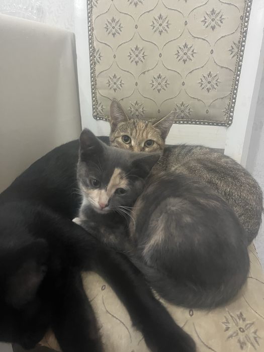Котята девочки бесплатно