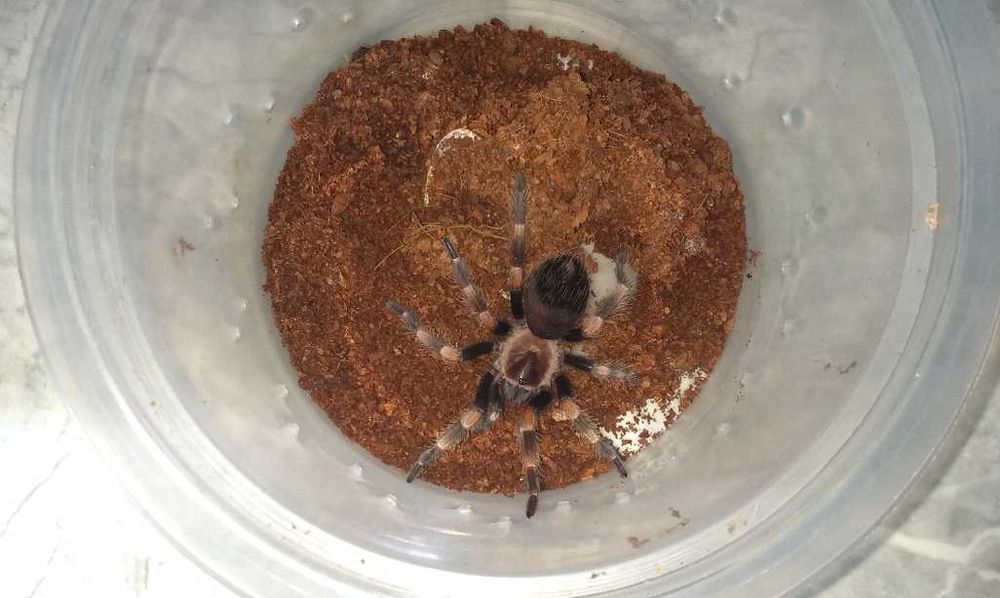 Tarantula - Тарантyла