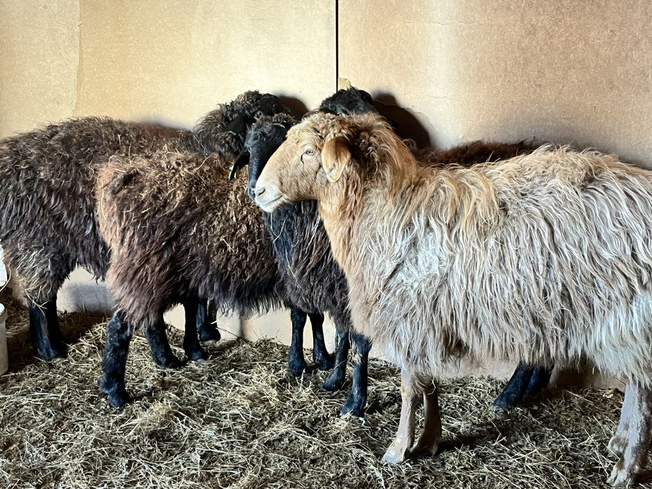 Семіз қой тоқтылар бар