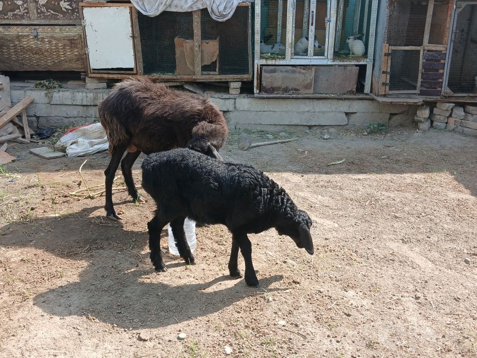 Ona bola qoy sotiladi