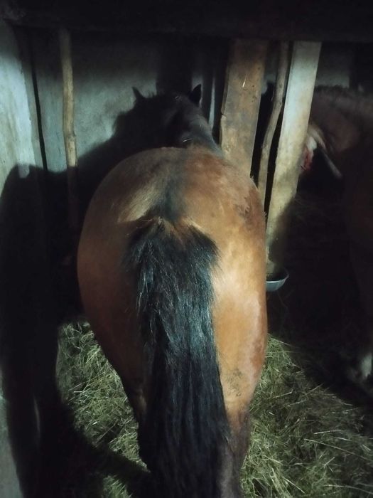 Vând vând vând mânz de 1 an necastrat