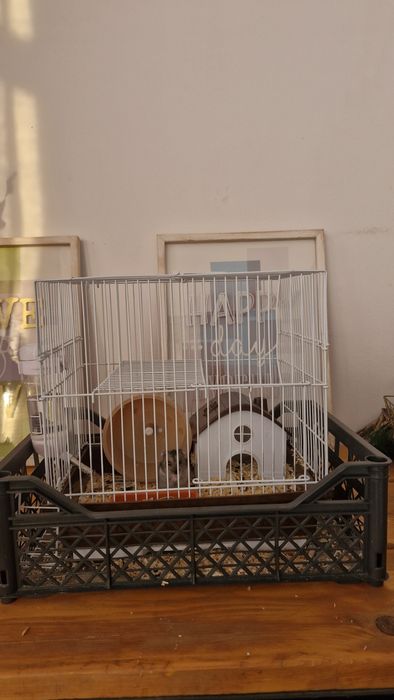 Клетка и хомяк. Продам