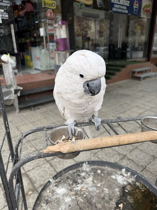 Какаду ручной сотилади зоомагазин какадуда