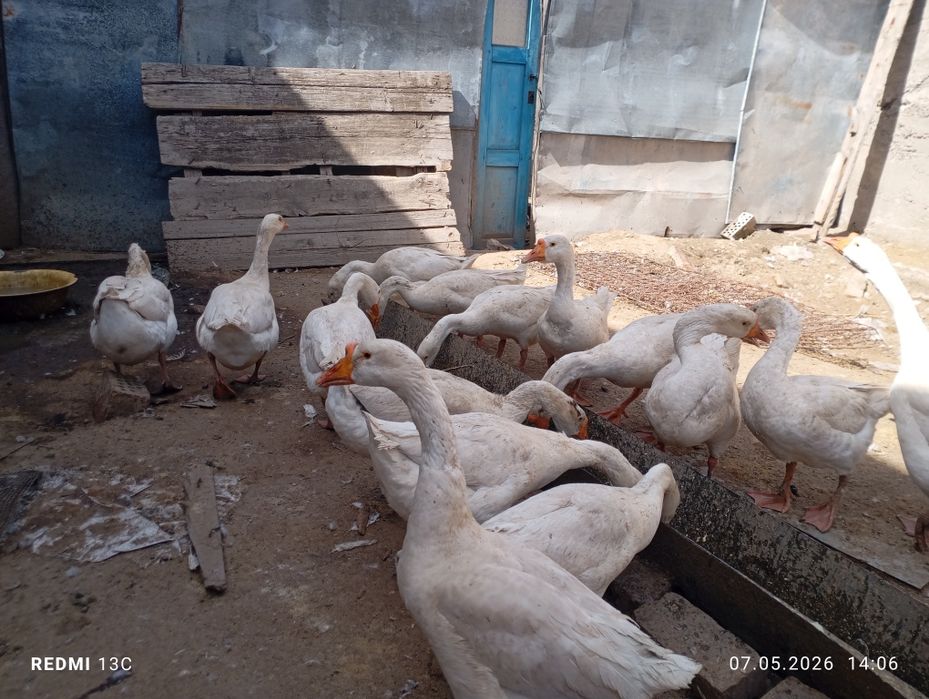 Продам домашних курей