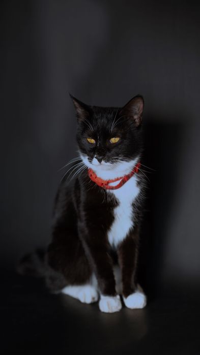 Кошки в добрые и ответственные руки