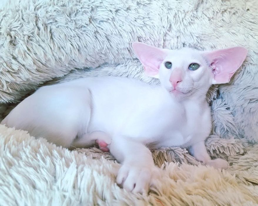 Белый Ангел Ориентальные Котята