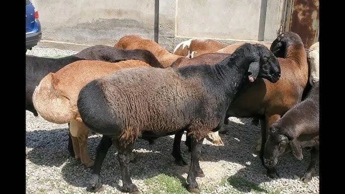 Боқилган қўчқорлар, қассоб хизмати