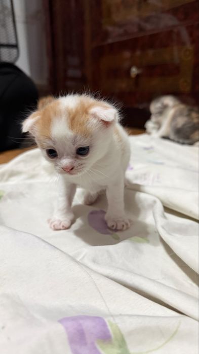 Вислоухие котята