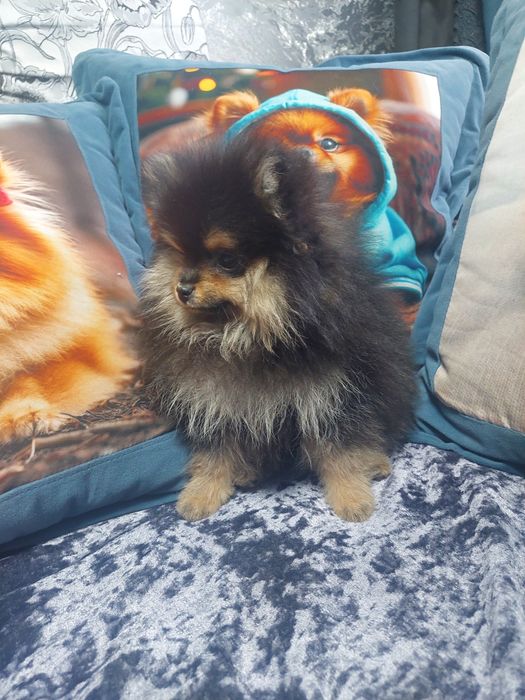 Шпиц девочка красавица.