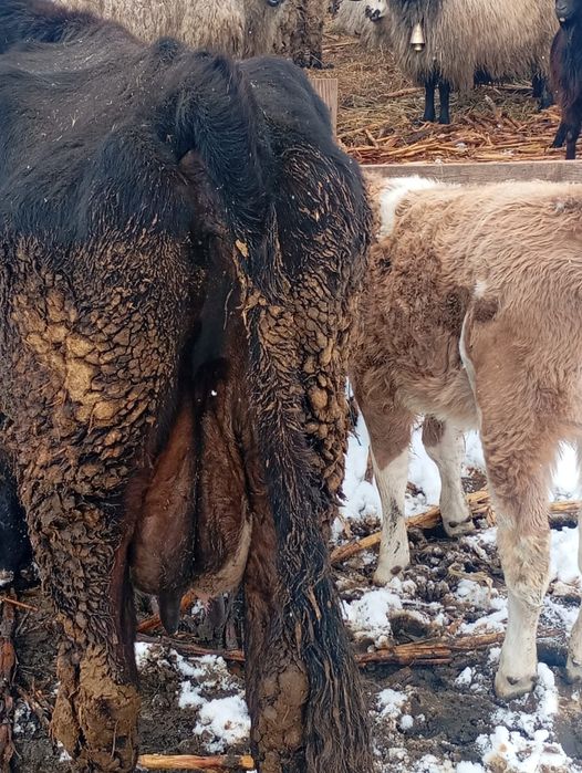 Vând vacă fătată