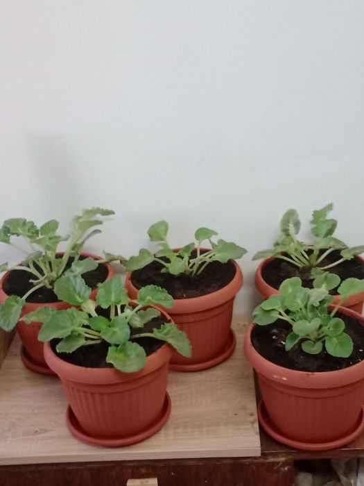 Домашние цветы разные