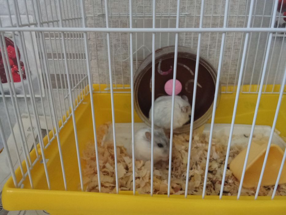 Домашние животные