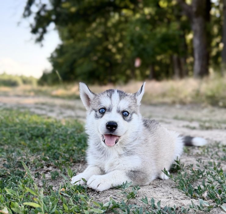 Femela rasa Husky Siberian!