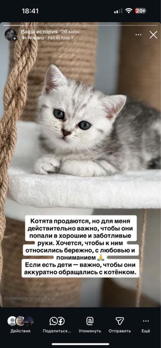 Продам котят, мама бесплатно