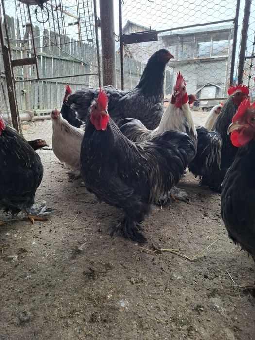 Vând ouă pentru incubat Cochinchina Pitic