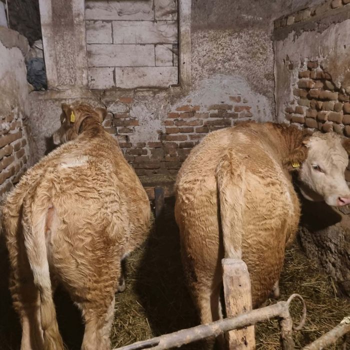 Vând tăurași și-o vitea 6 luni