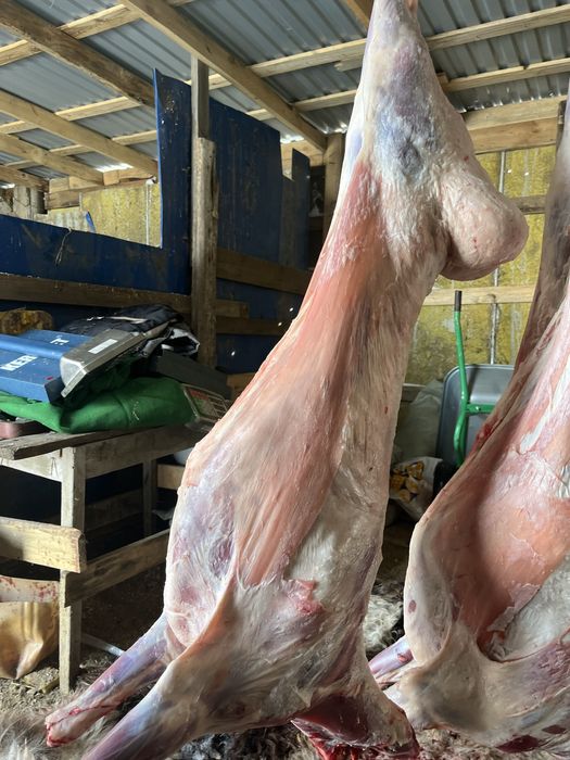 Продам бараны тоқты қой с откорма