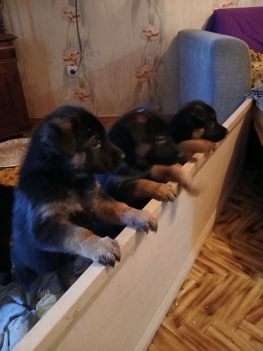 Отдам за сникерс