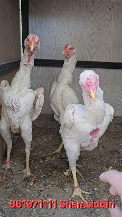 Tagidagi kementariyani oqib tel qilin .Nems o shamo 100%