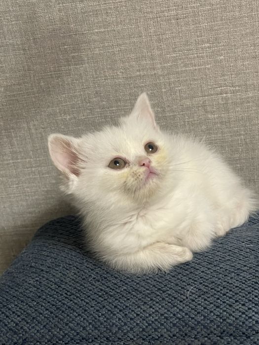 Котята скоттиш фолд